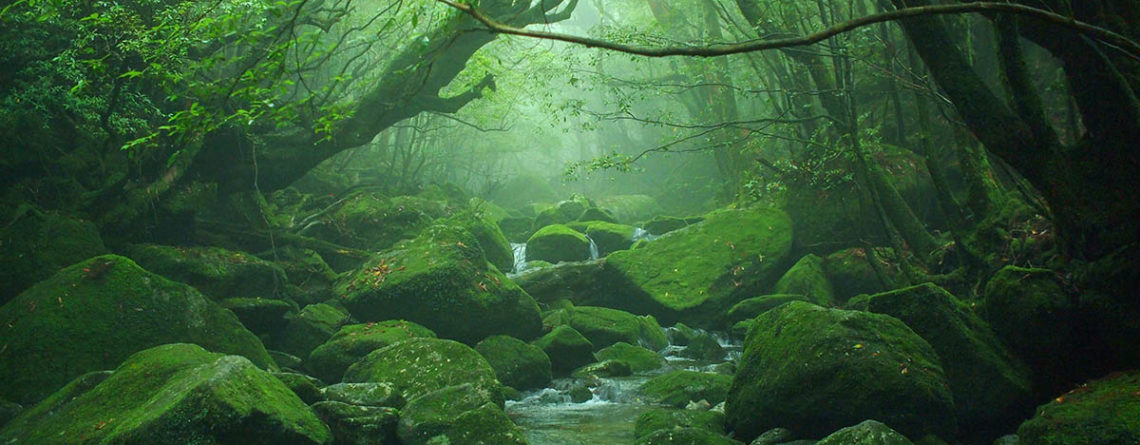 La verde foresta ricoperta di muschio di Yakushima - Watabi