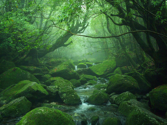 La verde foresta ricoperta di muschio di Yakushima - Watabi