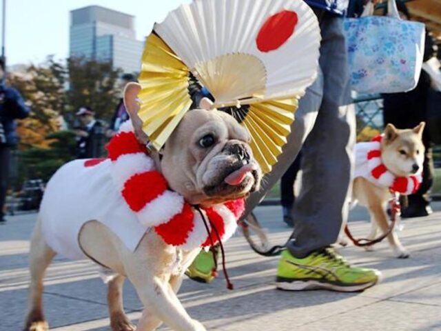 cani giapponesi copertina -watabi