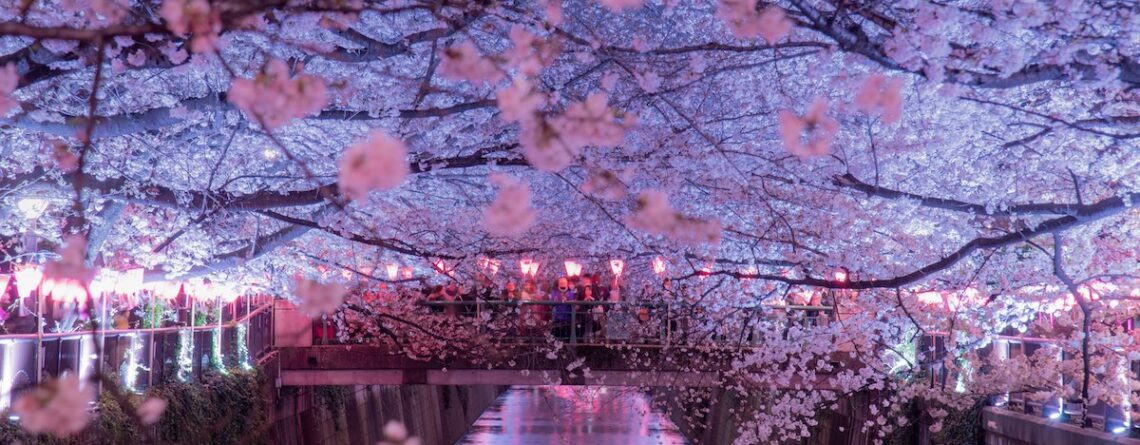 nakameguro canale fiorito