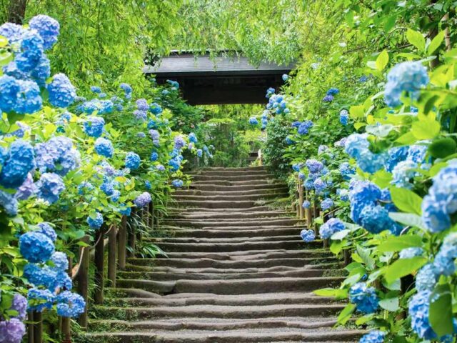 ortensie a kita kamakura