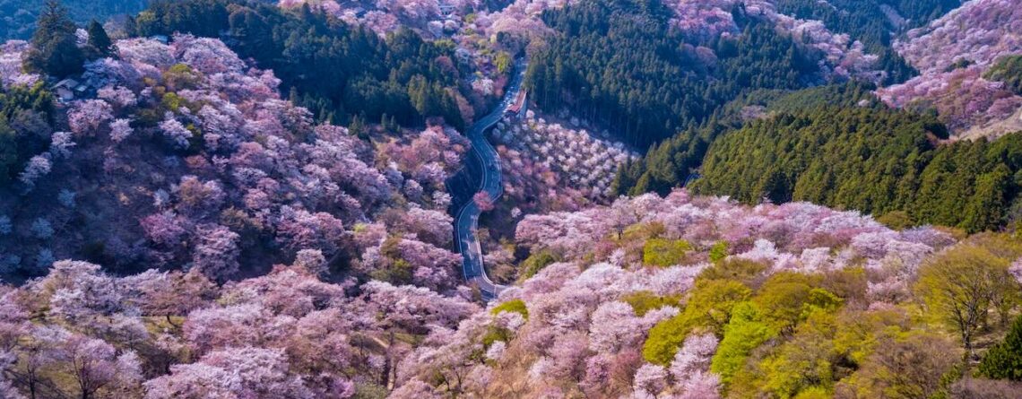 fioritura ciliegi sul monte yoshino