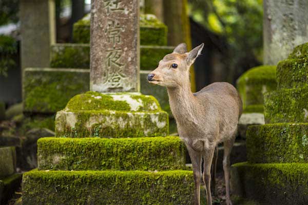 Un cervo di Nara vicino a un monumento di pietra ricoperto di muschio verde